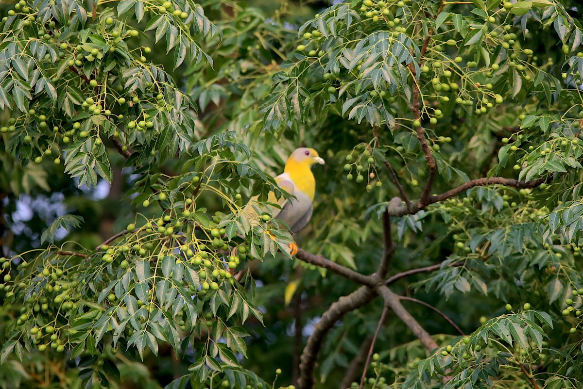 Just like me, someone else also is desperately waiting for the #Monsoon showers. #Birds on #tree @nisharai_ggc @goldsant @Canon_India @Avibase @ThePhotoHour @IndiAves