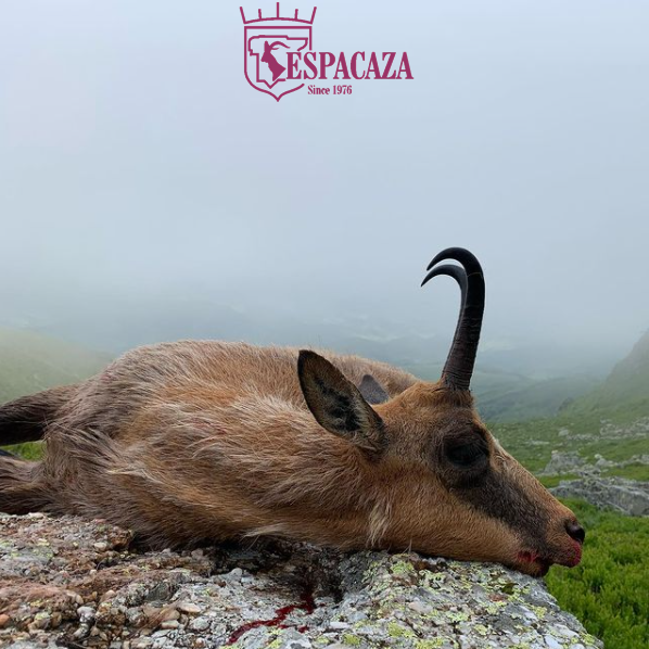 Great Cantabrian Chamois harvested this week by one of our clients. One of the most beautiful hunts and places in Spain!!
Guided by <a href="/josechumallo/">JosechuMallo</a>
#espacaza #caza  #chasse #chamoishunting #mountainhunting #grandslamclubovis #conservationthroughhunting <a href="/leupoldoptics/">Leupold Optics</a> @borchers_caza