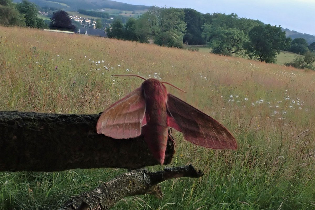 MarkCocker2's tweet photo. 1/2 Last weekend saw the first of @Sunartfields Fireside Talks: On darkness and the power of night. As we travelled 1.6m km around the Milky Way one of our stars - an Elephant Hawkmoth - surveyed the glorious flower meadow at Sunart. Coming up on 11 Sept... https://t.co/NOtbK1jJKF