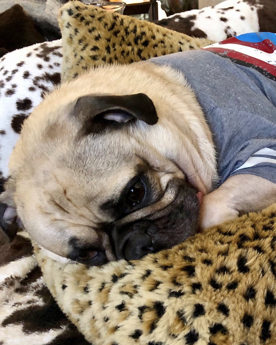 MaxiPugladiator's tweet photo. “Mondays… need to be cancelled.” 🗓 -Max
#max #pug #dog #pugladiator #Days #mondaythoughts #weekendvibes #MondayMotivation #IHateMondays #nomondaysyndrome #DoNotDisturb #ManicMonday #DogLife #dogsoftwitter #DogLover #loveyoutothemoonandback 🌝 https://t.co/vxECjXltKu