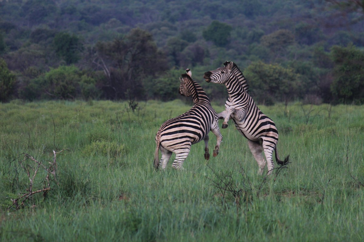 Zebras aren't often thought of as aggressive, but fights for dominance between stallions can be savage, with tails being bitten off, bones broken, and some fights even going to the death!

Image by Rochelle Brand.

#AHC  #zulurock #babanango #wildlife #wildlifephotography