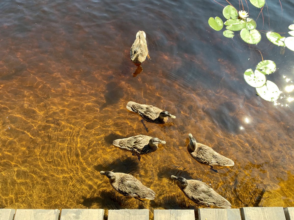 TimoTossavainen's tweet photo. Sorsapesue kävi etätyöpäivän ilona kesämökin rantaterassin luona pistäytymässä. Luottavaisia ovat nämä poikaset ja emo, kun ihmistä eivät arkaile lainkaan. Luonto on lähellä mökkimaisemissa 👍. #etätyö #kesämökki #rantaterassi #sorsa #luonto #Kuomiokoski #Mikkeli https://t.co/dj7y1dFDy9