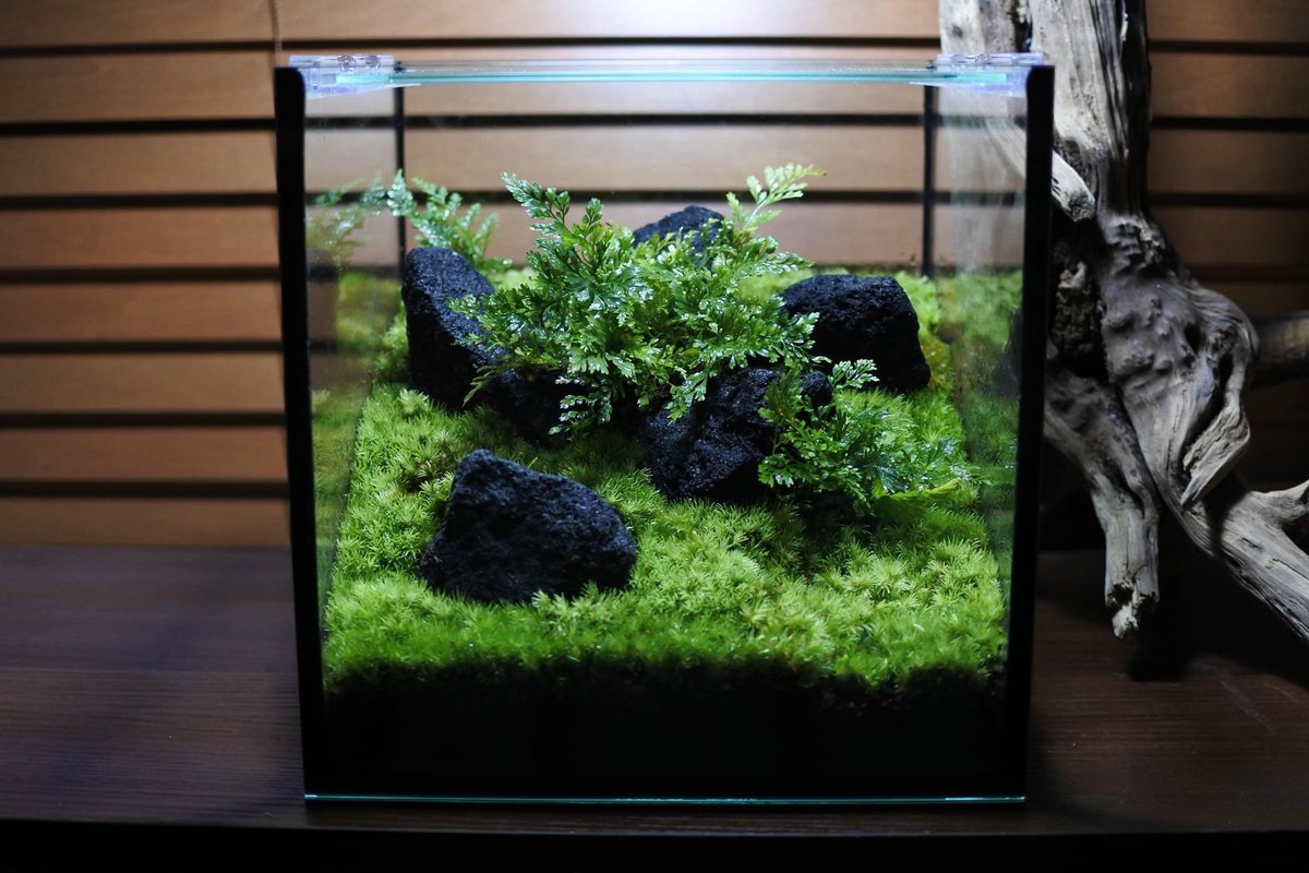 コケのインテリア コケリウム Kokerium Rium Twitter