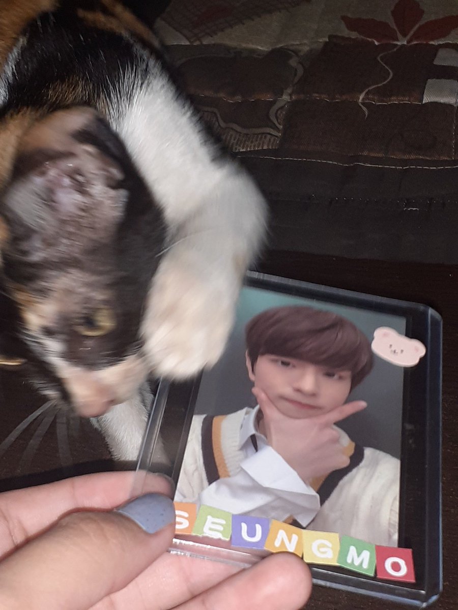 dda____ddda's tweet photo. — 🛒
seungmin member copy came home today !! thank u sm for keeping him safe <3
ps. luna was taking him away from me .. i guess she loves him too sobs
#pyonifeedbacks
@hyunjqwooya https://t.co/LLL9nyE7cH