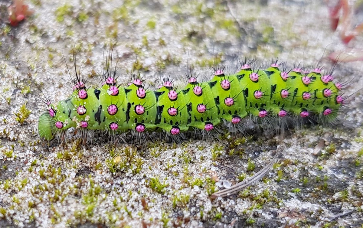 Deze kleuren zijn dus echt hè. Onvoorstelbaar mooi #Rups van de #Nachtpauwoog #Bakkeveen #nachtvlinder