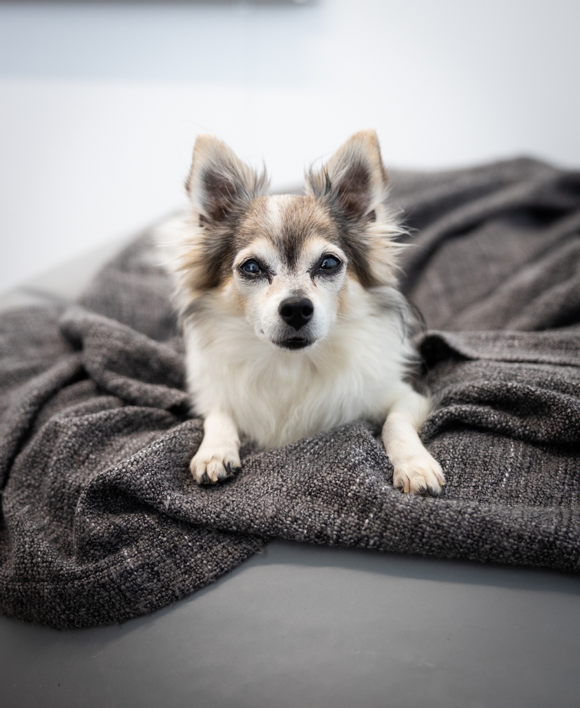 Our Office Dog &amp; Cuteness Consultant #EinariTheDog invites you to check out our open positions and apply NOW! He's very serious about your career... 🐶

houston-inc.com/careers 

#Työpaikat #AvoimetTyöpaikat #DevLife #Jobs #Recruiting #Tech