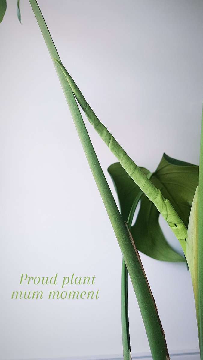 YagmanX's tweet photo. My monstera was dying this time last year due to lack of water and sunlight. But with some love and patience it's finally starting to produce new leaves 🌱
#braincleanse #plantmum https://t.co/2XukEwWfwd
