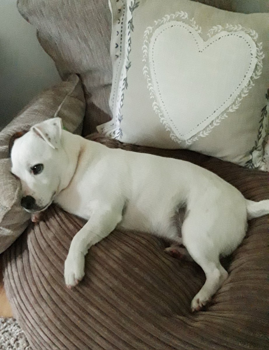 Milo_Hill_'s tweet photo. #mentalhealth #bipolar #BPD #pets #dogsoftwitter #myboy #soulmate 

This is the little boy who rescued me. The little boy who's there when I struggle. The little boy who's there when I cry, the little boy who shares my life and loves me more than any person ever has ❤
#love https://t.co/9161qscUqp