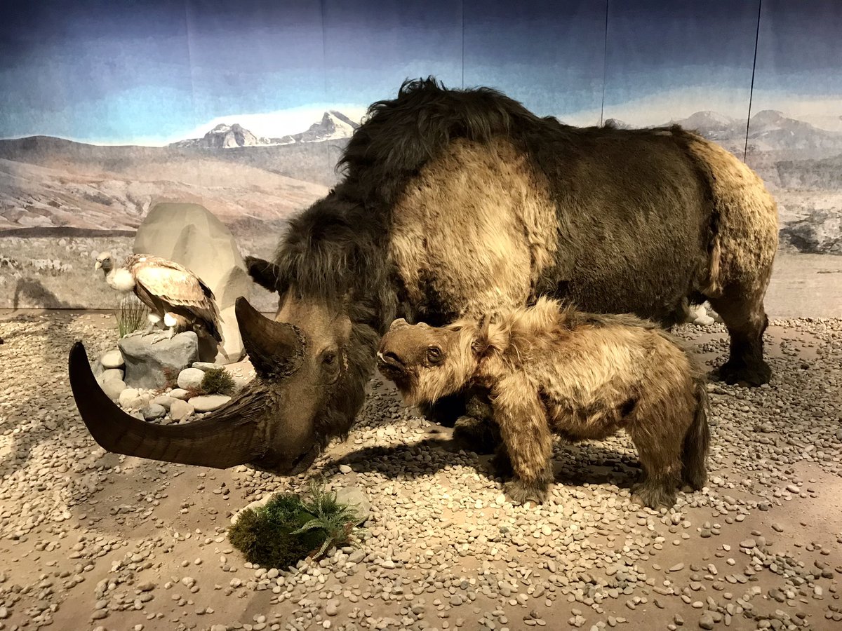 ᵂᴱᴿᴮᵁᴺᴳ An meinem Tag 3 in #Mannheim war ich in den Reiss-Engelhorn-Museen, mit ihren vielen, modernen und anschaulichen Ausstellungen von der Eiszeit 🍦 bis nach Ägypten 🇪🇬 . 
…
#visitmannheim #remMannheim #EiszeitSafari #FaszinationÄgypten #VersunkeneGeschichte