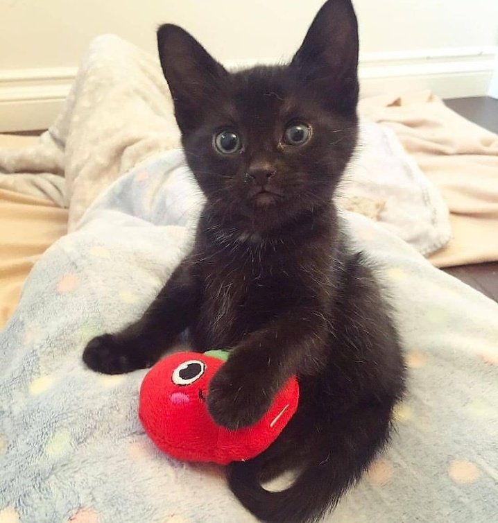 🐱 tweet media