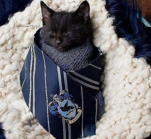 🐱 tweet media