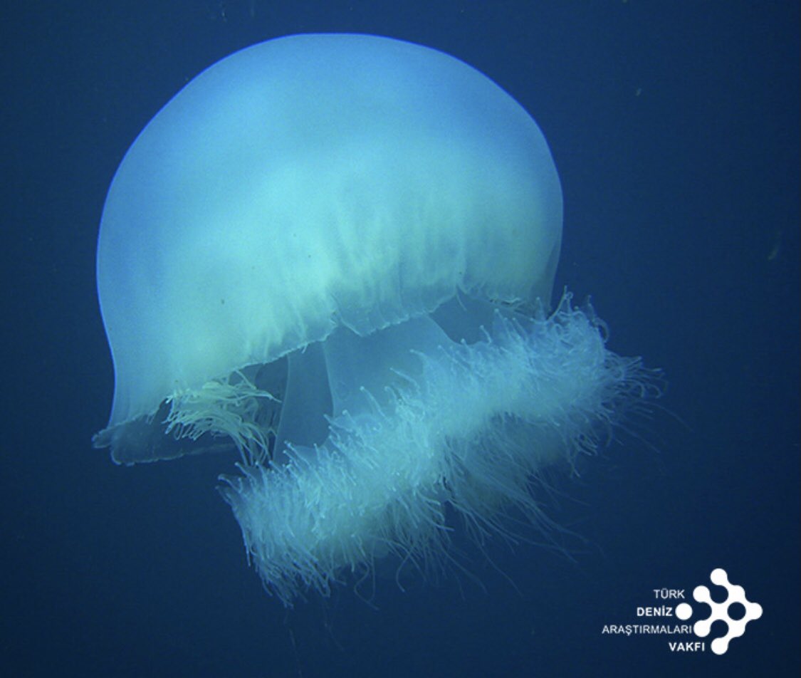 35 b. пурпурополосая медуза. 35 b. физалия португальский кораблик. 35 b.