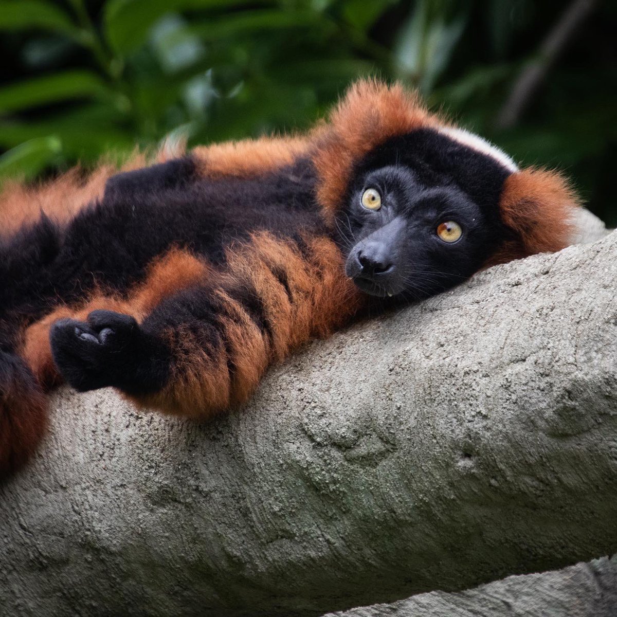 CunningWildlife's tweet photo. Having a nice lie in on a Sundayβ¦ before realising itβs a Monday!!! π¬
.
.
#mondaymadness #lemur #learnatcz #redruffedlemur #malagasyanimals #chesterzoo #thezoo #prosimians https://t.co/IzsnE23UUS