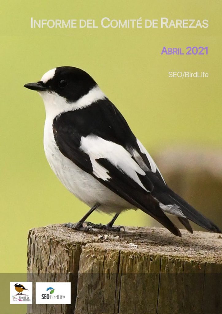 ➡️📰Nuevo informe (abril 2021) del Comité de Rarezas <a href="/CR_SEO/">CR-SEO/BirdLife</a>. 🦃
Contiene 56 registros homologados relativos a 27 taxones. 
📸Destacan las siguientes especies👇 (Hilo🧶).
seo.org/wp-content/upl…