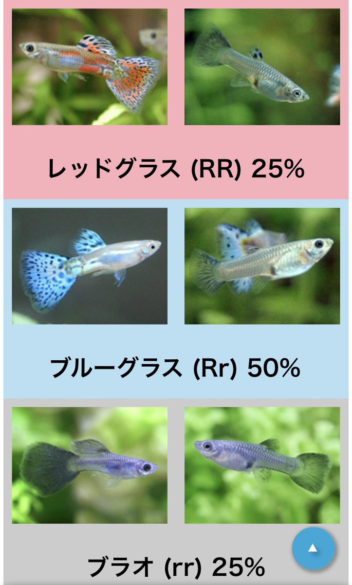 うずら L5kansen Twitter