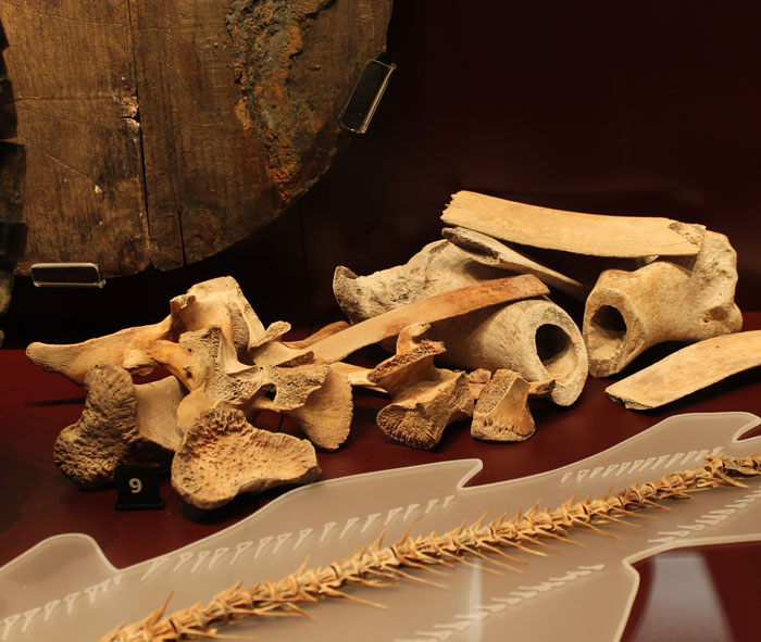 MaryRoseMuseum's tweet photo. @TheDDayStory @NatMuseumRN @Fort_Nelson @PortsCityMuseum Who has fake food? All the foodstuffs we have in our display cases is are real.
And when we say real, we mean over 475 years old and found on the Mary Rose. #fakefoodinmuseums #FakeIndeed https://t.co/ijk4lC41Dk