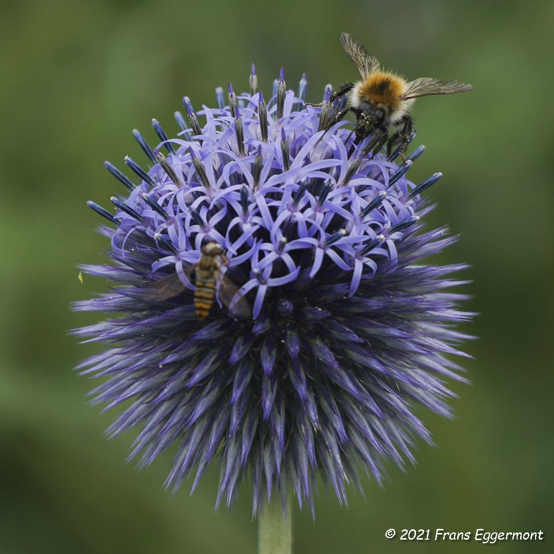 Frans_Eggermont's tweet photo. Kogeldistels ( Echinops bannaticus ) nu in bloei in de Vlindertuin in Vichte ( Anzegem ).
#vlindertuin #vichte #anzegem #kogeldistel #blueglobethistle https://t.co/RXco9z3r0u