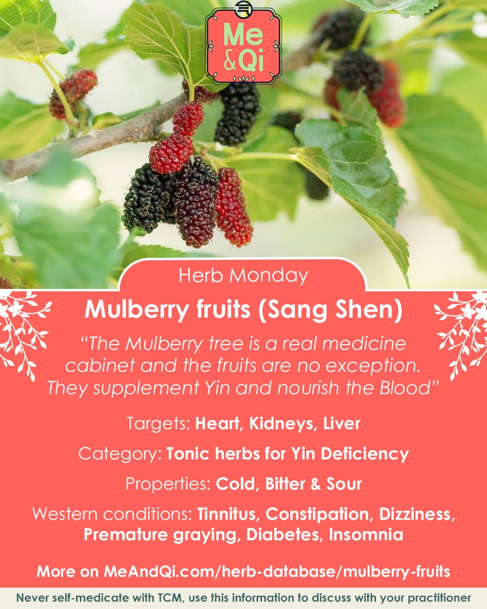 Herb Monday! Today we look at Mulberry fruits (Sang Shen): meandqi.com/herb-database/…

#TCM #acupuncture #herbs #herbalism #naturalist #naturalbody #natural #naturelover