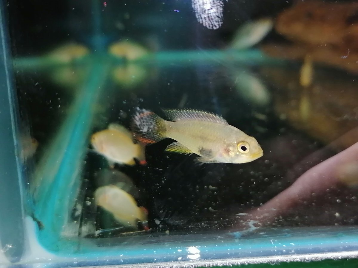 Sam's Aquarium (aquarium_sam) Twitter