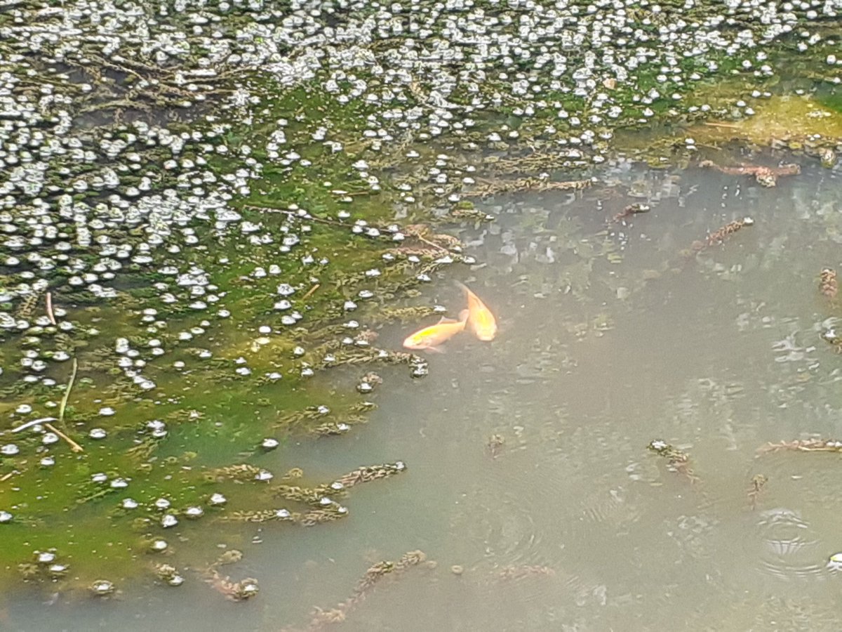GravesNic's tweet photo. Hi Chris have just counted 6 large goldfish in the big pond @HenllysLNR thought I'd better let you know x https://t.co/s4FsecaEgx