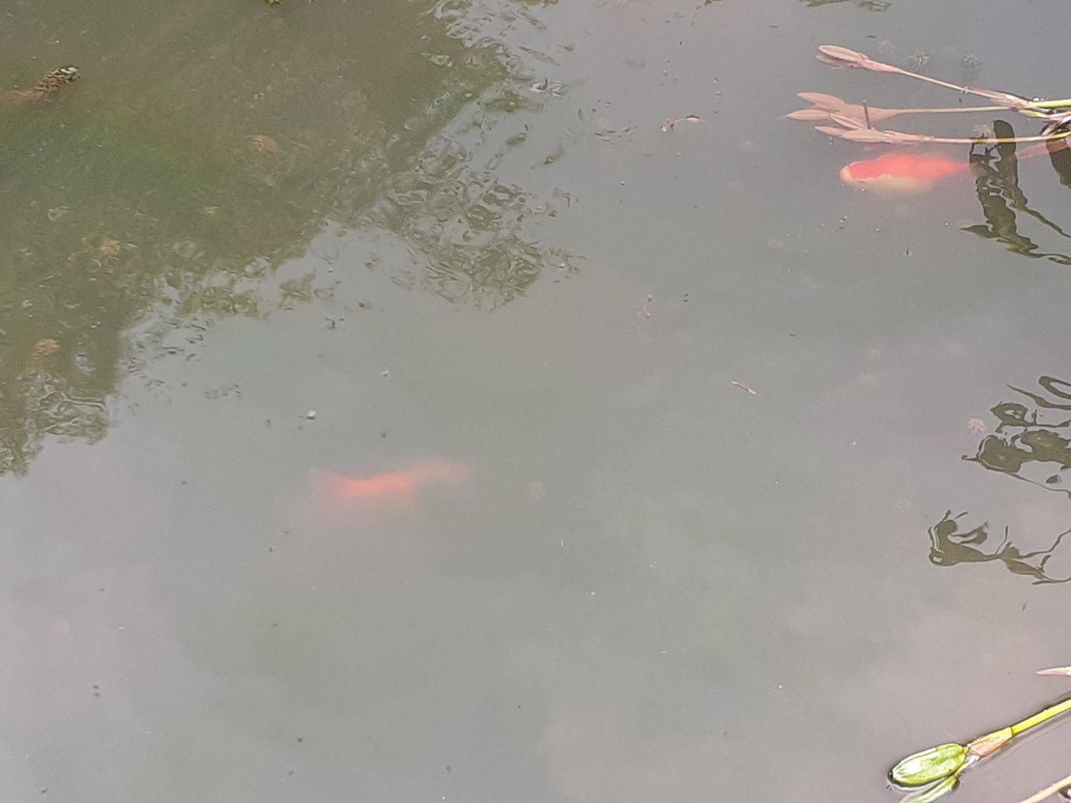 GravesNic's tweet photo. Hi Chris have just counted 6 large goldfish in the big pond @HenllysLNR thought I'd better let you know x https://t.co/s4FsecaEgx