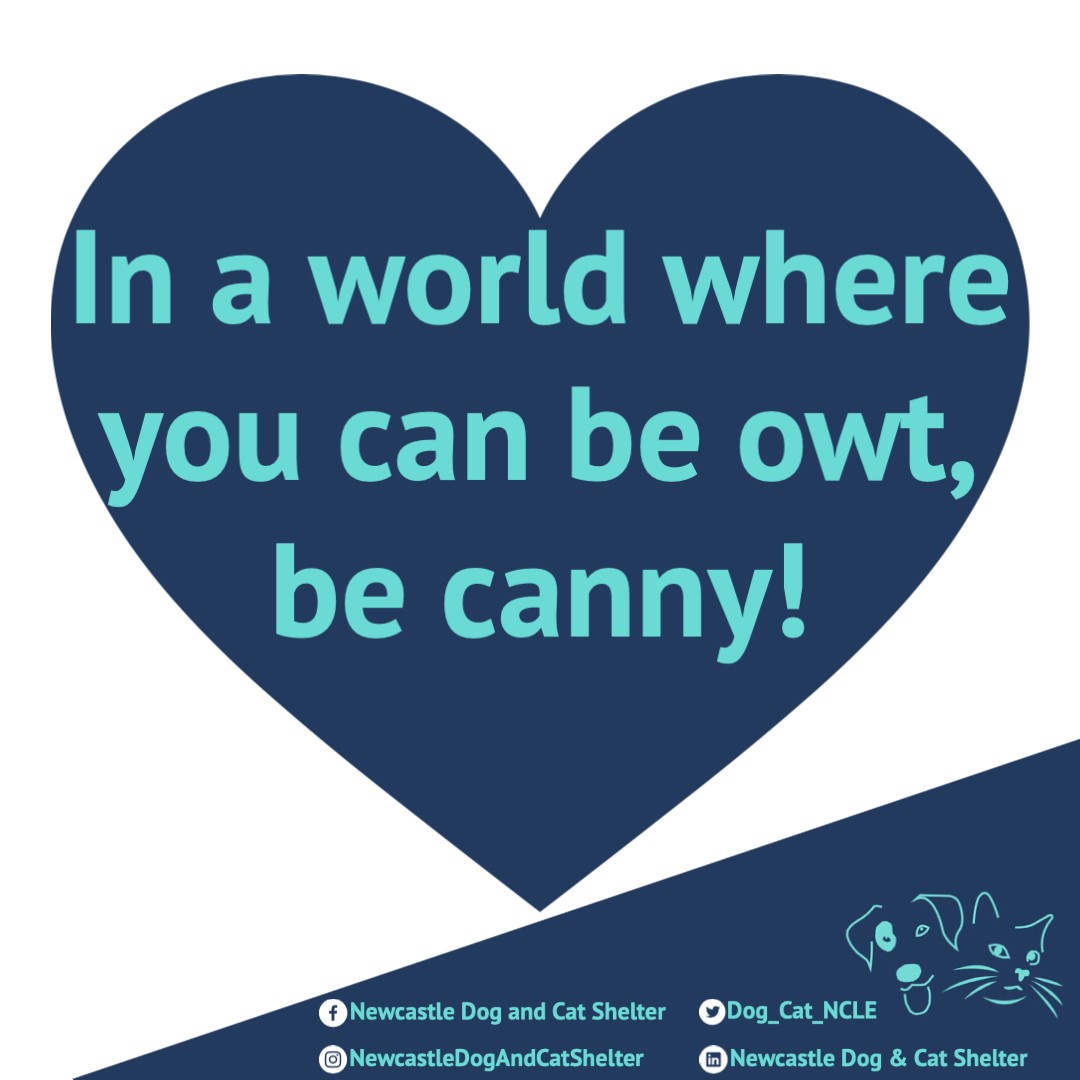 NCLDogCatSheltr's tweet photo. Think it's very important today to remember to be kind to one another and celebrate all we've achieved 💙

#SpreadKindnessNotCruelty https://t.co/6WUZj1LCeK