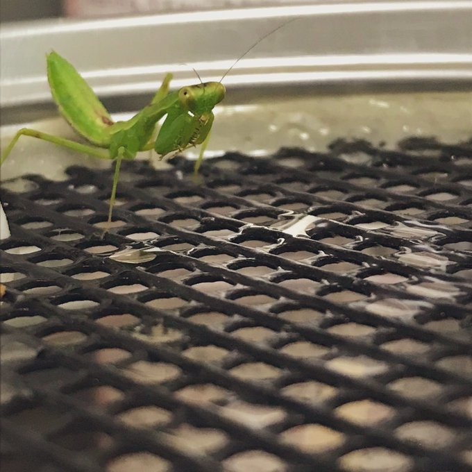 カマキリのtwitterイラスト検索結果