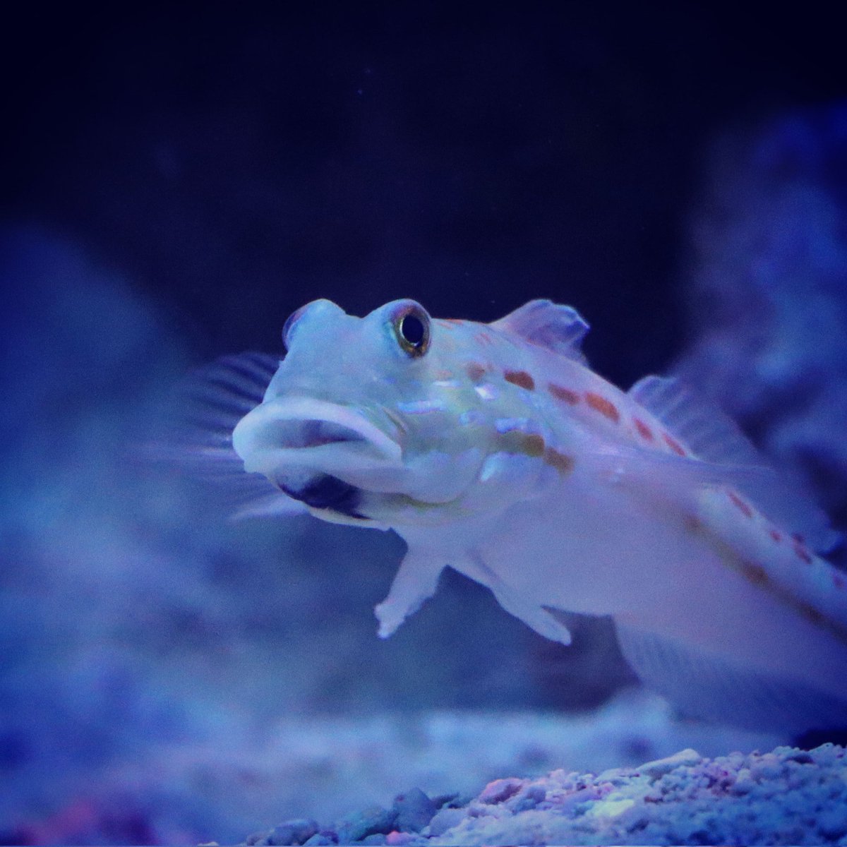 Fishy Fact! 🐠🐟😁

Did you know: The Diamond Watchman Goby is a sand sifter and spends a lot of their time gulping in mouthfuls of sand and raking through it for tiny morsels of food. They suck the sand in through their mouths and then expel it out their gills. 😮