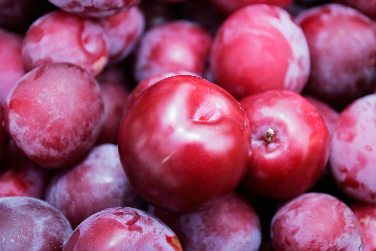 💻🍑 Desarrollan un programa informático automatizado para predecir la forma y el color de la fruta para aumentar la eficiencia agrícola.

➡️ bit.ly/3hynGKP <a href="/nuevoagrodiario/">Nuevo agrodiario</a>