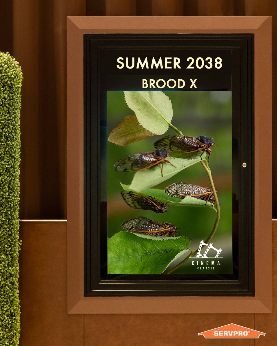 We thought the 17-year cicada emergence, Brood X, would be something straight out of the movies, but we haven't really noticed any difference this year. Have you?