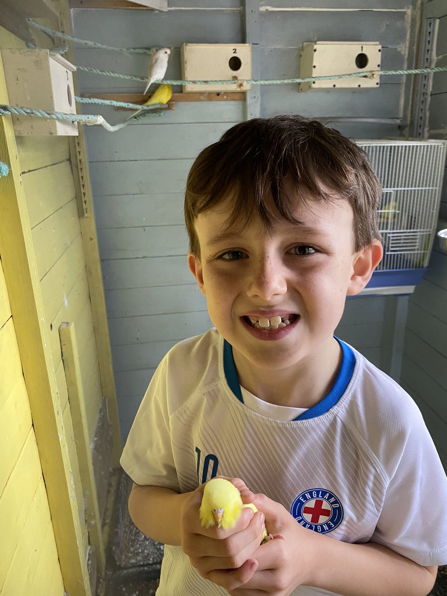 ZoeReed88's tweet photo. @PeacockClass2 3 of Olly’s baby budgies. Sunny, Sunshine and Teal https://t.co/OAitIfFanp