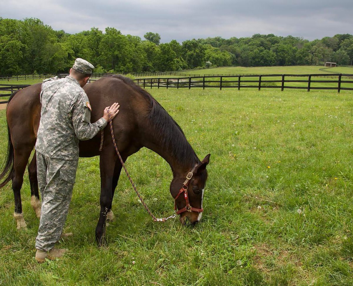 Project Horse tweet media