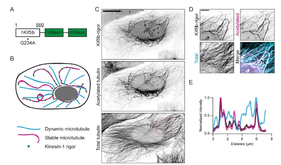 preLights's tweet photo. Rigor-2xmNeongreen: bringing stable microtubule dynamics to the fore. 

Preprint by Klara Jansen, @MithilaBurute and @KapiteinLukas highlighted by @NivedaUdaykumar

https://t.co/bEWLm1H9D1…ble-microtubules/ https://t.co/f96RXiGRFb