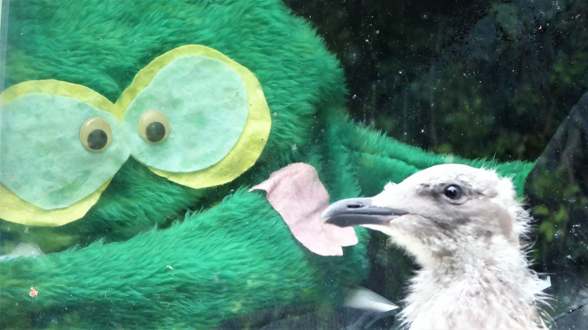 DGS120's tweet photo. GUPDATE: Colin flew up to look in the window at our venerable leader and fun-loving gonk mascot, Flumpy. #TeamGull #flumpy @nickyforvictory @feedmeshrimp @TownSeagull @GullibleGull https://t.co/5wC2slgUM4