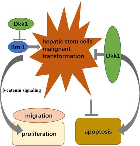 FEBSOpenBio's tweet photo. In our latest issue: Dkk1 inhibits malignant transformation induced by Bmi1 via the β-catenin signaling axis in WB-F344 oval cells.
Read it here ➡️ https://t.co/NWGoXDK0Ph
#Dkk1 #HepatocellularCarcinoma #Bmi1 https://t.co/MSAKFxX42U