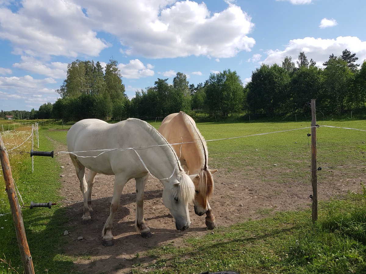 Sorokaste's tweet photo. They have a white Fjord horse.
Her name is The Ice Princess.
Im in luv~ 🥺💕
#Fjording #SheIsBeautySheIsGrace https://t.co/OC3GH8hF0j