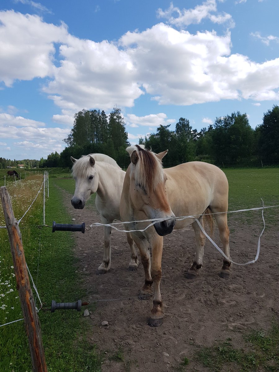 Sorokaste's tweet photo. They have a white Fjord horse.
Her name is The Ice Princess.
Im in luv~ 🥺💕
#Fjording #SheIsBeautySheIsGrace https://t.co/OC3GH8hF0j