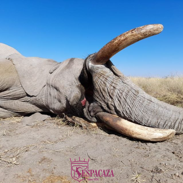 One of our clients got this fantastic elephant trophy in Botswana this morning. Elephant hunting is one of the best examples of #conservationthroughhunting
#espacaza #hunt #chasse #jagd #oxota #caza #elephanthunting #africahunting #safariclubinternational #dallassafariclub