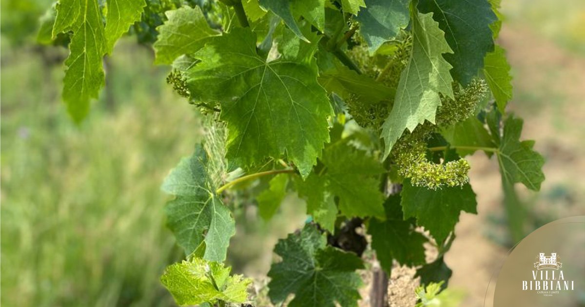 With great interest and a pinch of trepidation, we see the young bunches growing and waiting for the harvest #wine #tuscany #villabibbiani