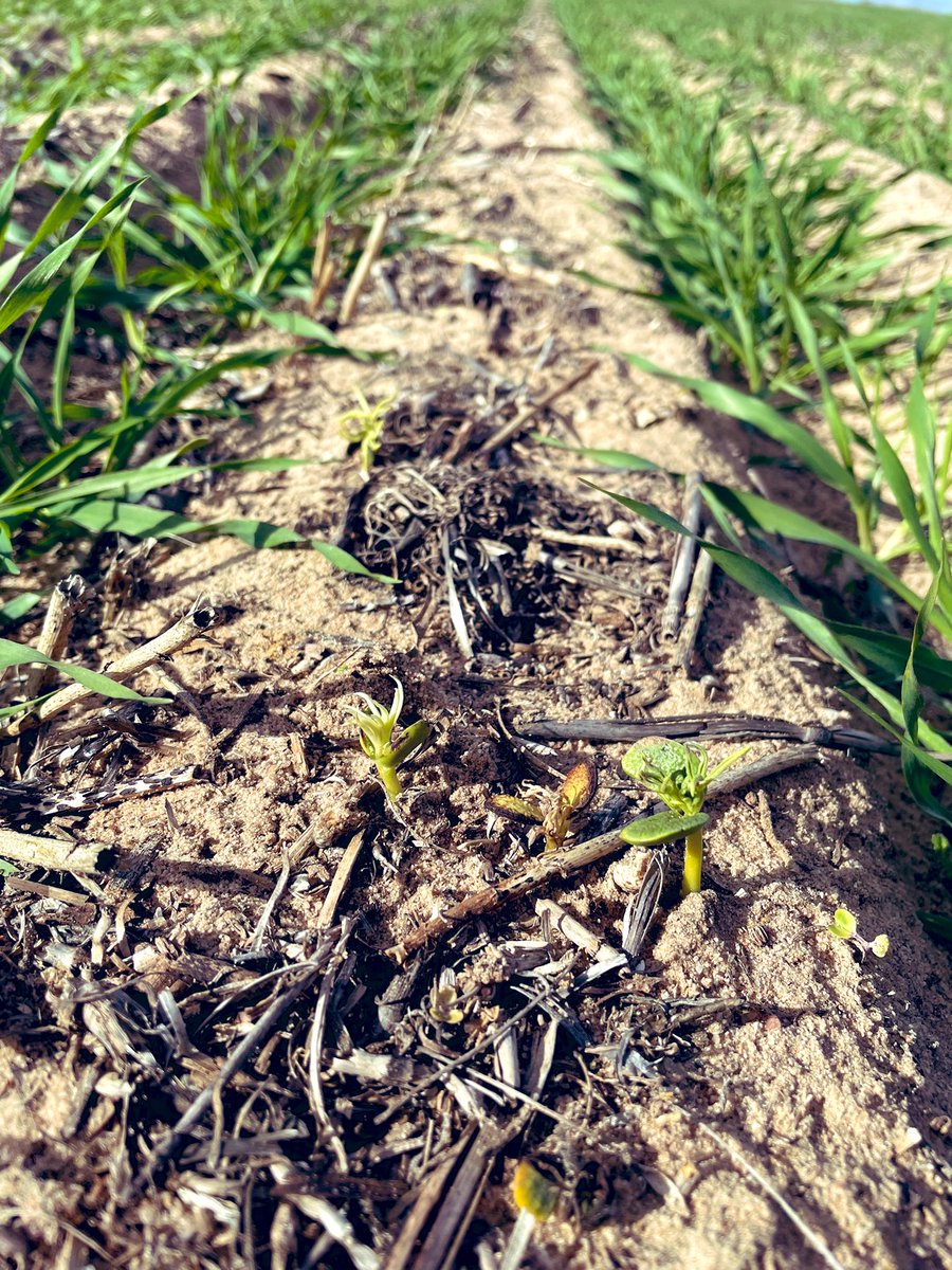 DMAg_consultant's tweet photo. Enjoying the complimentary control Callisto is giving with glyphosate on large radish as a knockdown at seeding  - as well as buying some handy time ⏰ in crop.
Good to rotate the group H and G’s to rest the group I’s. @CropDoctor54 @agrobaz @PBoutsalis @robbert115 @JamesConsi https://t.co/On9VRFOZQv