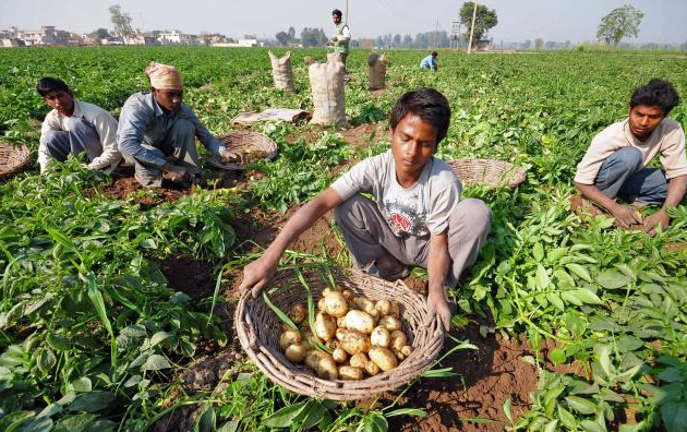 Tsogang3's tweet photo. Black man. Show me your farm like this that produces potatoes. Don't show me your vrr phaa https://t.co/sjiCGJgcAz