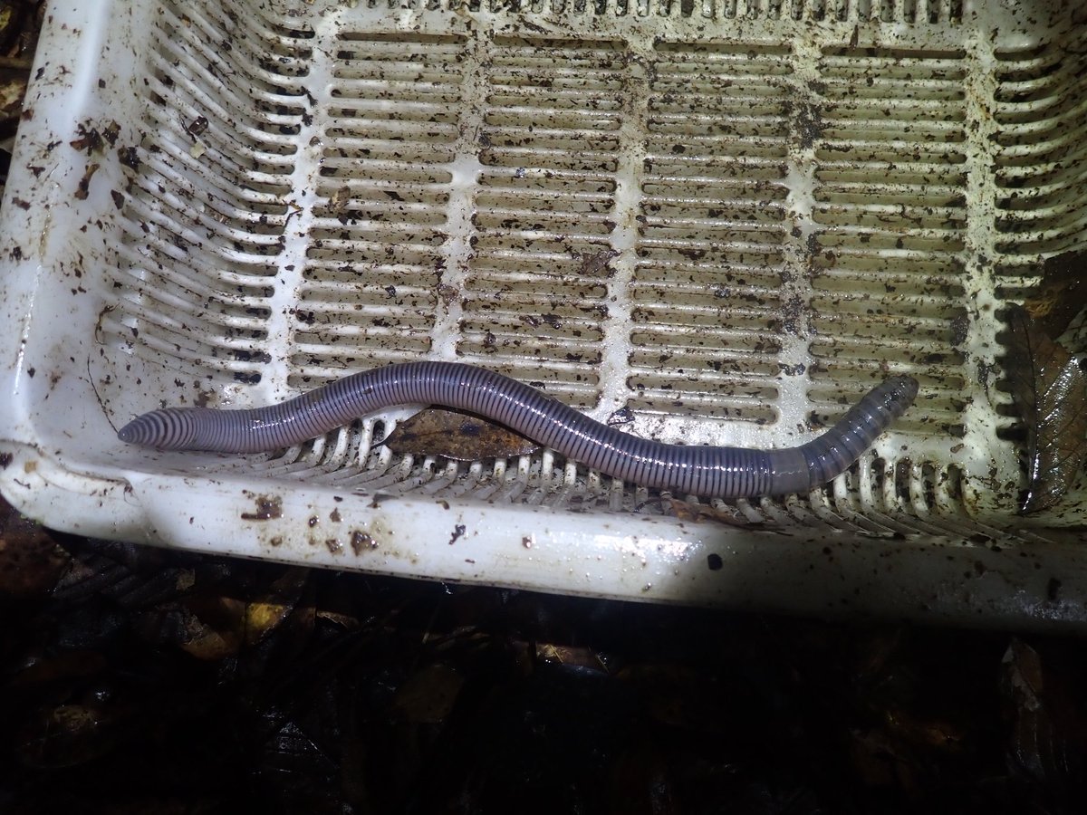 イトマル Itomaru0718 Twitter