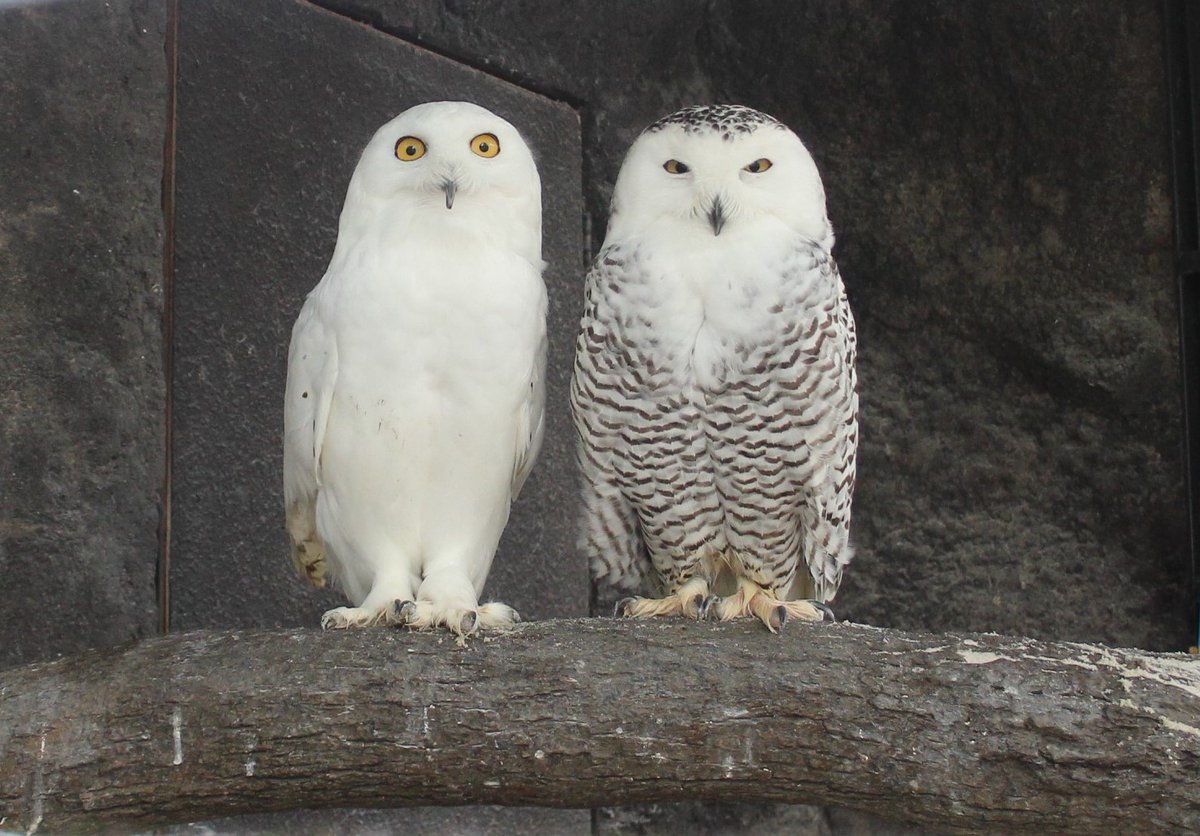 Kuu Owl フクロウのくうちゃん Kuuowl Twitter Kuu Owl フクロウのくうちゃん Kuuowl Twitter