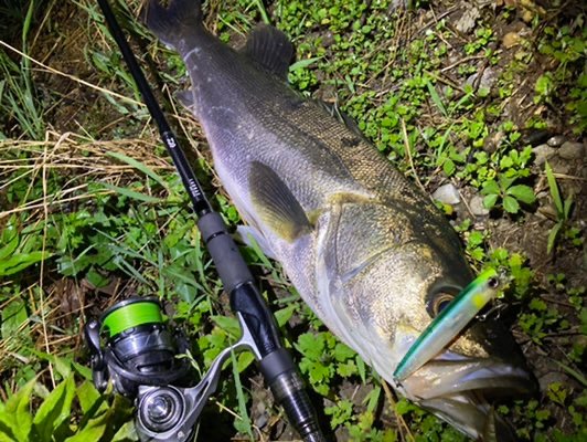 fimosw's tweet image. 【fimoモニター/清水鴻伸】
河川の増水パターンで水面炸裂‼

▼fimosw.com/u/Kousin0915/a…

#ダイワ
#クロスカウンター97F
#fimoブログ
#fimoモニター