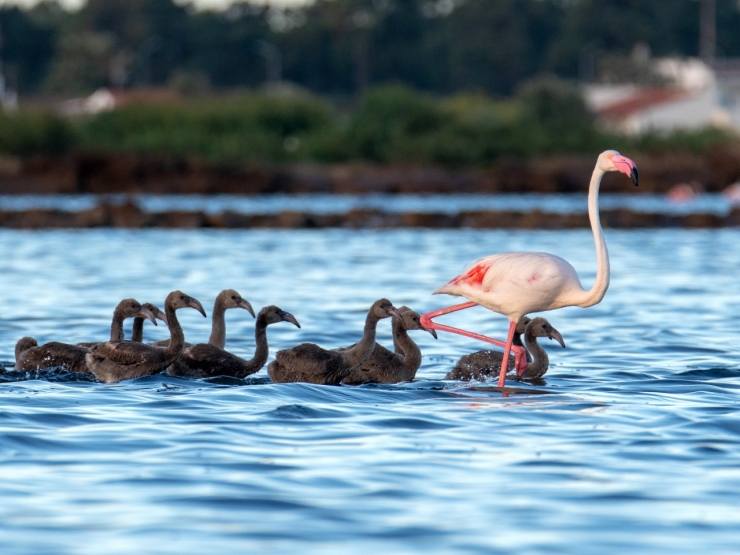 becool_travel's tweet photo. 550 baby 🦩🦩?! That sounds fun!
https://t.co/u4gBbv54P0
📷 Agostinho Gomes

https://t.co/LfnOXsoNuo
#birdwatchingholidaysinportugal #becooltravel https://t.co/DHtOAhm7d6
