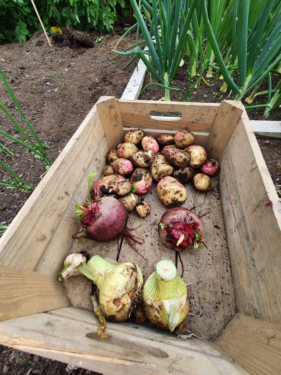 CkColm's tweet photo. In our house we always mark the 12th with the first harvest from the allotment. 3 generations of the family sharing time, nature and fresh air - sure what else would you be doing https://t.co/ap7oJj6z1l