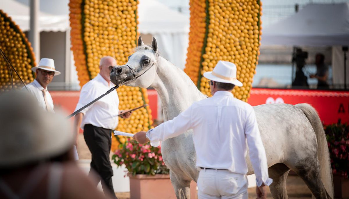 توجت البطلة فناتيكا Fanaticaa
بكأس أفضل فرس مصرية في بطولة منتون 2021م 
وهي بكل فخر ملك لمربط الوطن 🇸🇦
