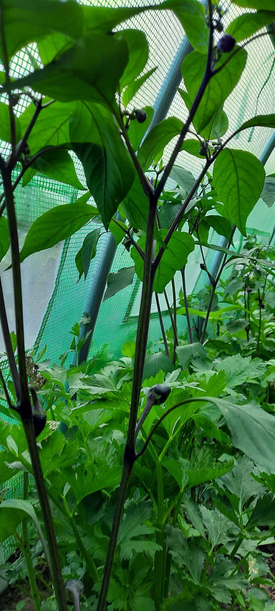 nerdhof's tweet image. #opensourceseed update: tomatos reached 2m, corn is in blossum and black peppers fruits are getting bigger! #connectinggardens