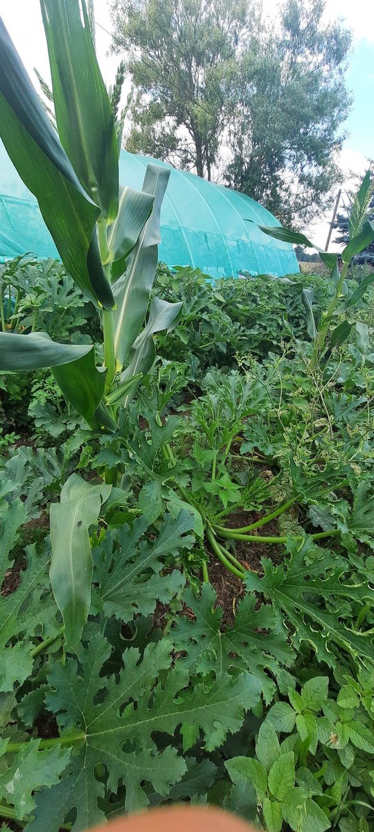 nerdhof's tweet image. #opensourceseed update: tomatos reached 2m, corn is in blossum and black peppers fruits are getting bigger! #connectinggardens