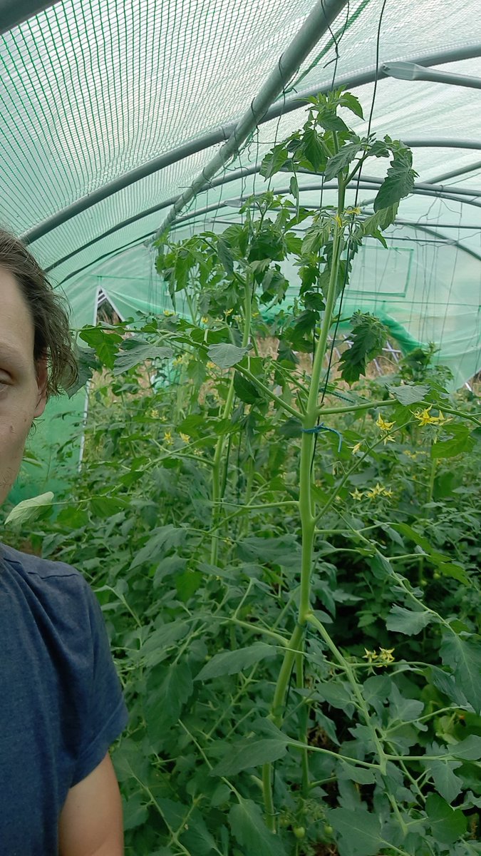 nerdhof's tweet image. #opensourceseed update: tomatos reached 2m, corn is in blossum and black peppers fruits are getting bigger! #connectinggardens